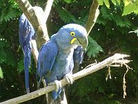 Parc des oiseaux (8)